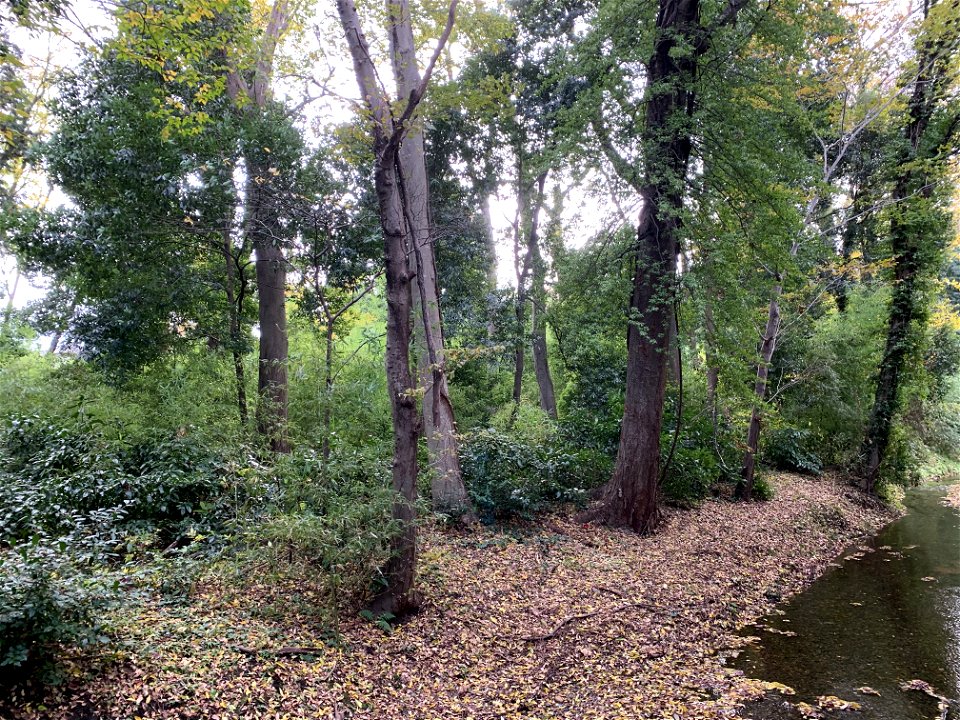 Kurome River in Yanagikubo Nature Preserve, Higashikurume-shi in November