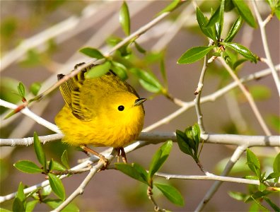 Yellow warbler on Seedskadee National Wildlife Refuge