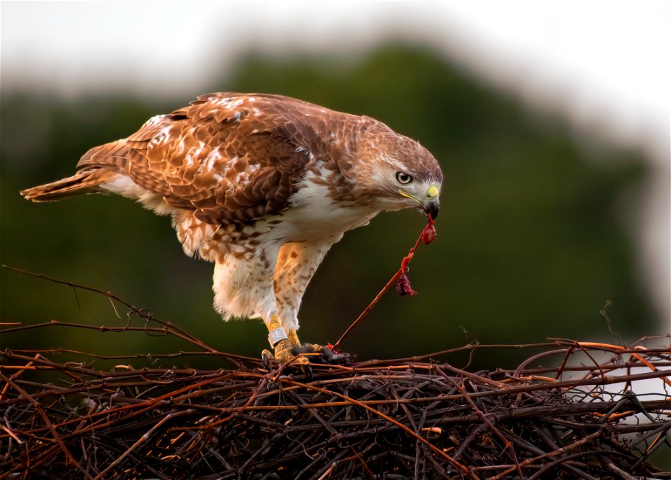 Red-tailed hawk photo