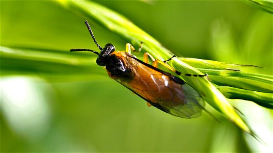 Athalia cordata (Blattwespenart, Fam. Tenthredinidae)