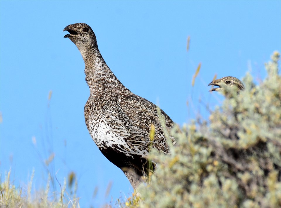 Greater sage-grouse at Seedskadee National Wildlife Refuge