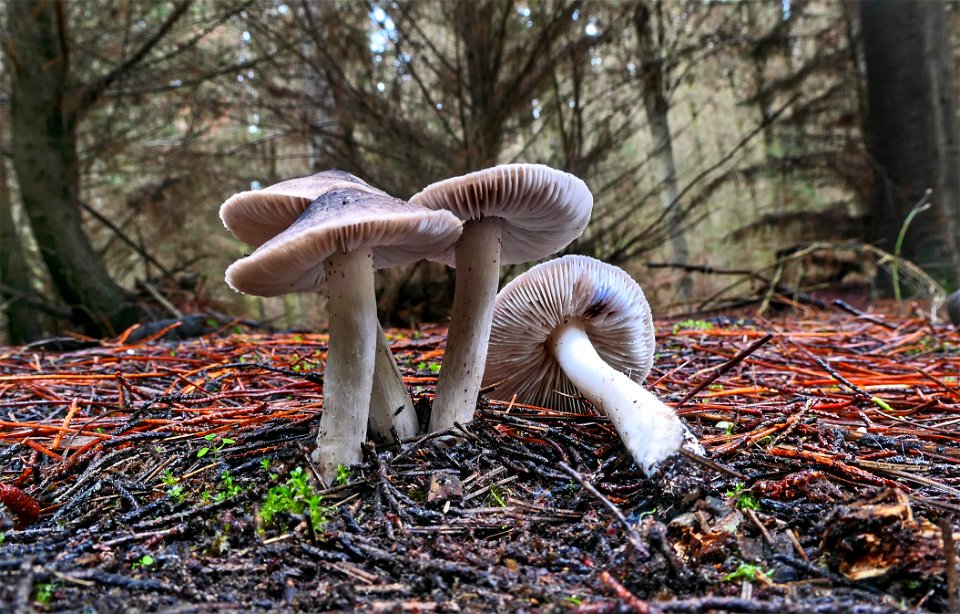 Tricholoma virgatum