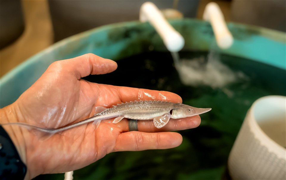 Pallid Sturgeon Fingerling photo