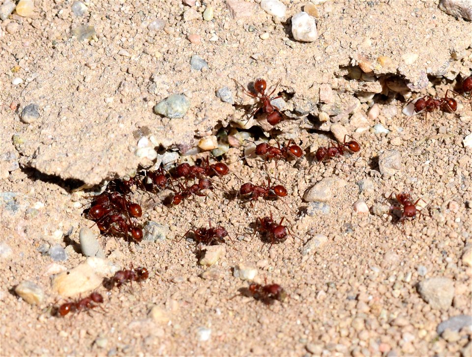 Western Harvester Ant (Pogonomyrmex occidentalis) at Seedskadee National Wildlife Refuge Wyoming