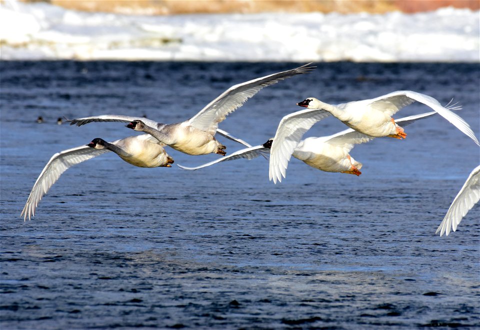 Trumpeter swan at Seedskadee National Wildlife Refuge