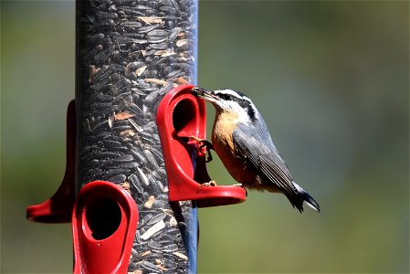 Red-breasted nuthatch photo