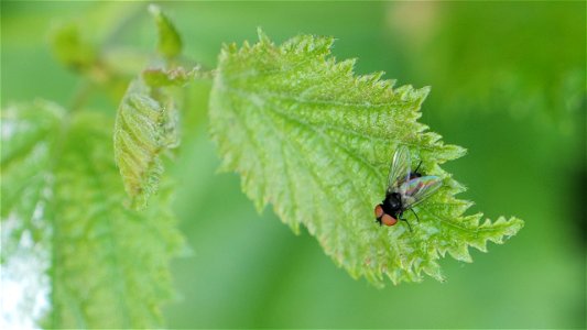 Phasia pusilla oder P. barbifrons (Tachinidae = Familie Raupenfliegen)