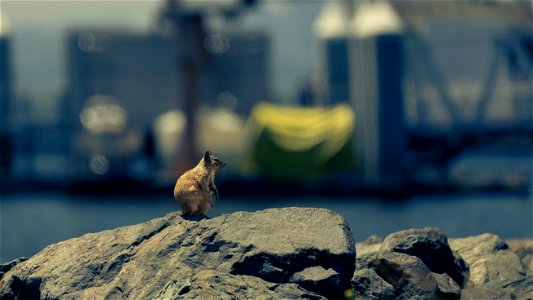 Ground Squirrel on the Bay