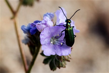 Green Blister Beetle and Phacelia photo
