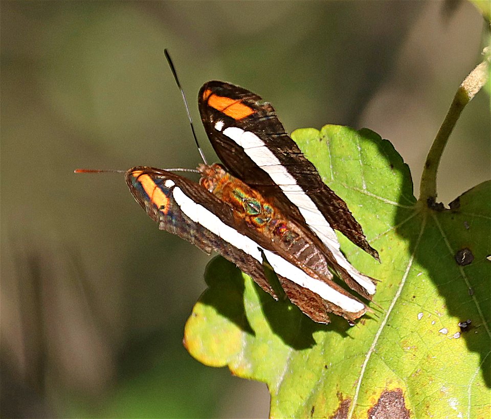 SISTER, SPOT-CELLED (Adelpha basiloides) (12-04-2022) national butterfly center, mission, hidalgo co, tx -04