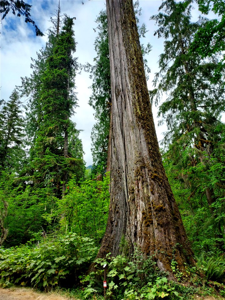 Cedar at Bedal campground, Mt. Baker-Snoqualmie National Forest. Photo by Anne Vassar July 21, 2021.