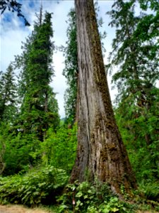 Cedar at Bedal campground, Mt. Baker-Snoqualmie National Forest. Photo by Anne Vassar July 21, 2021.