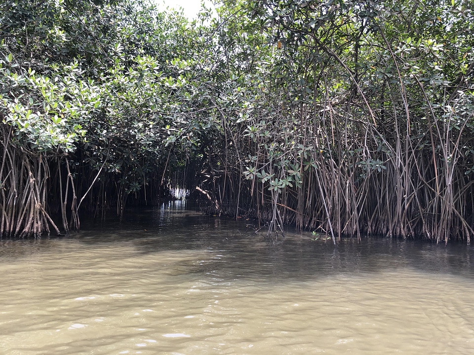 Salt lake river mangrove