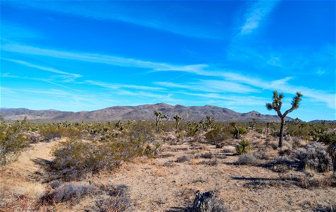 Joshua Tree National Park