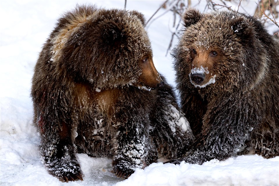 Kodiak brown bear cubs in the snow