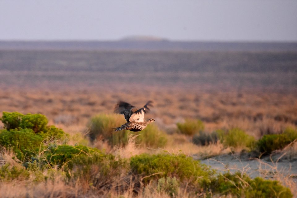 Greater sage-grouse at Seedskadee National Wildlife Refuge