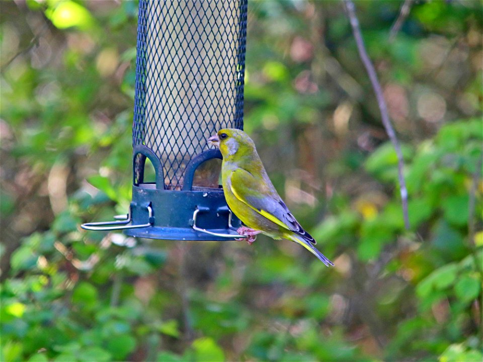 Greenfinch 2 photo