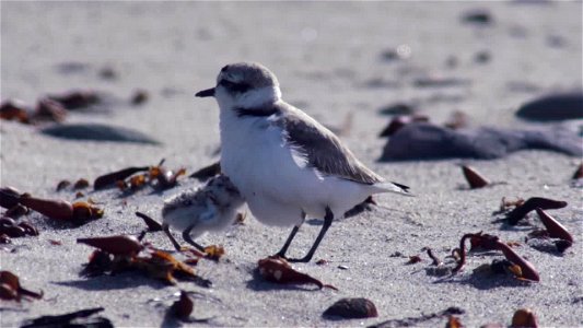 B-roll for media use: Male western snowy plover with chicks photo