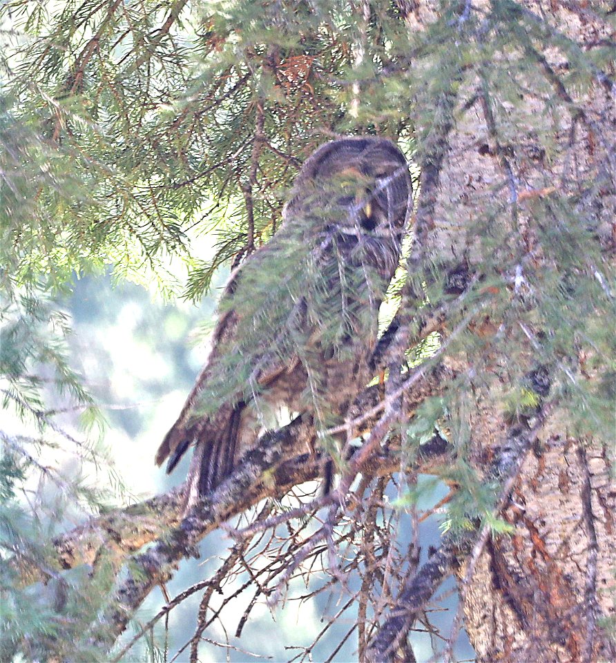 465 - GREAT GRAY OWL (09-02-2022) mile 0.6, table mt road, jackson co, or -01