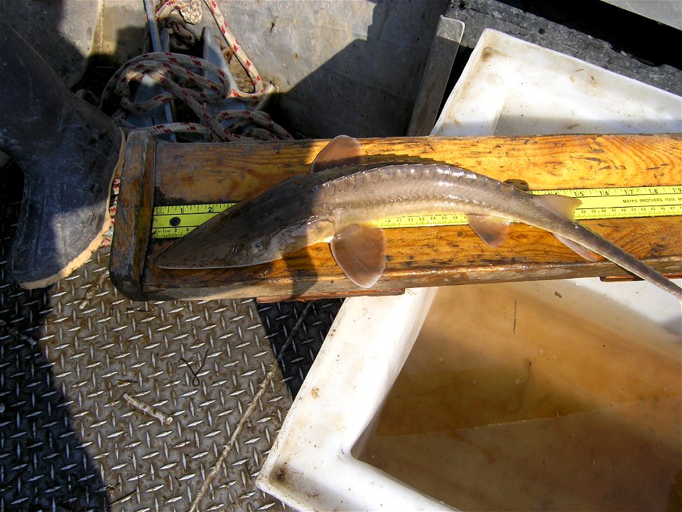 Pallid sturgeon monitoring