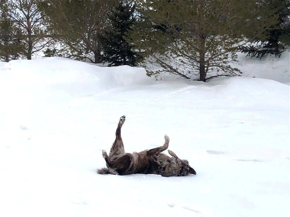 Felix Demonstrates Snow Yoga