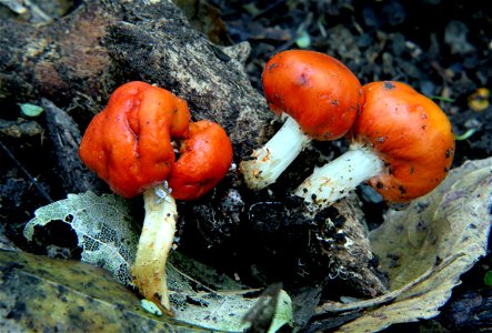 Red pouch fungus. photo