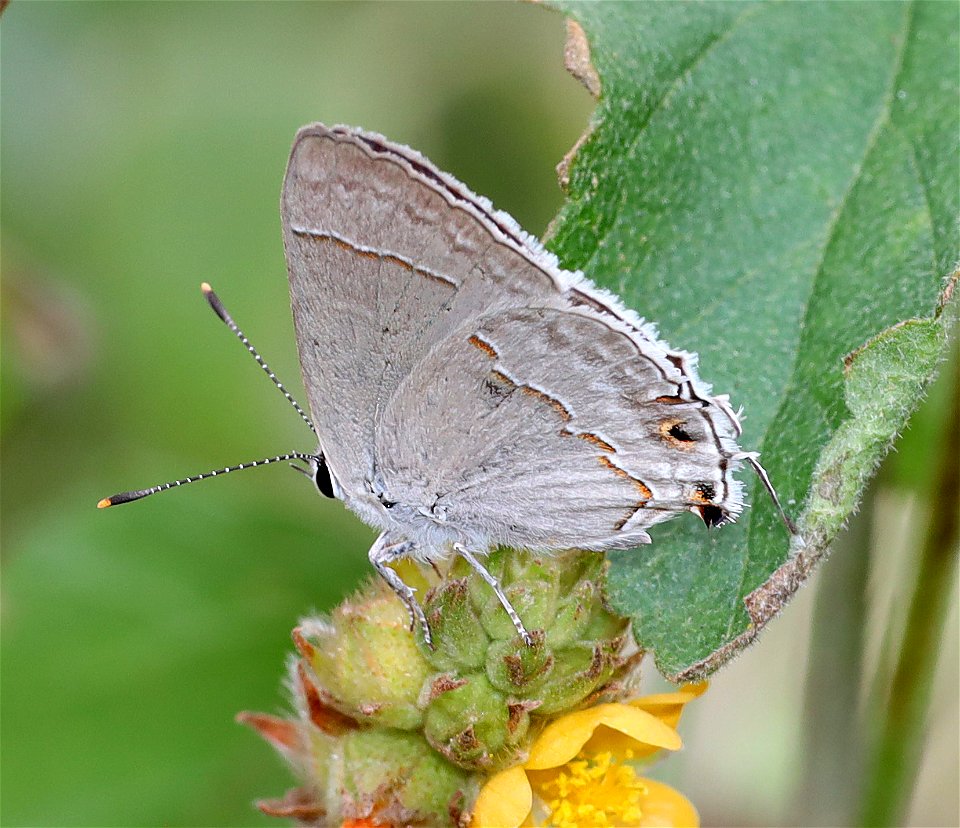 SCRUB-HAIRSTREAK, RED-LINED (Strymon brbrycia) (01-09-2022) national butterfly center, hidalgo co, tx -01