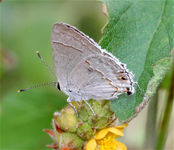 SCRUB-HAIRSTREAK, RED-LINED (Strymon brbrycia) (01-09-2022) national butterfly center, hidalgo co, tx -01