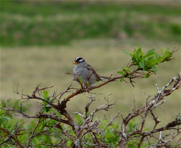 White-crowned Sparrow photo