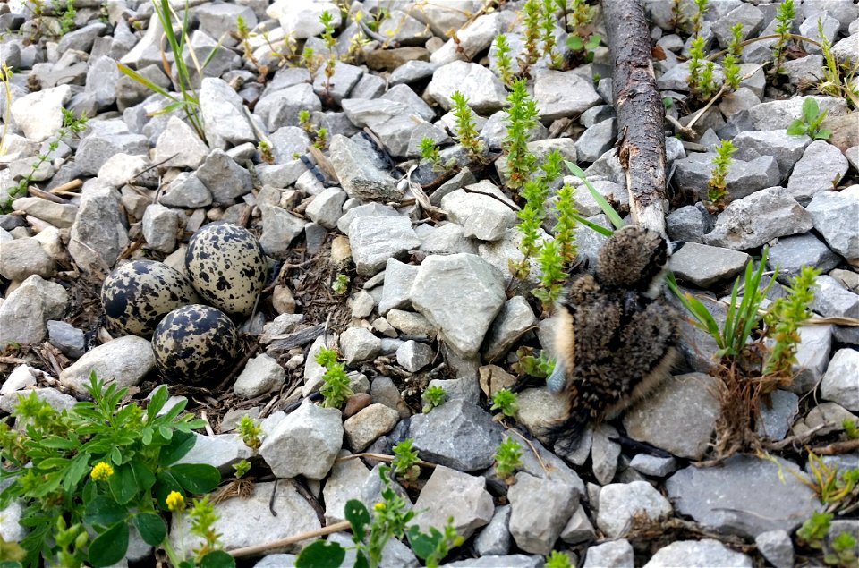 Killdeer Chick and Eggs