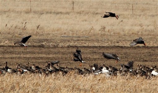 Spring Goose Migration at the Huron Wetland Management District South Dakota