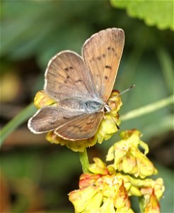 COPPER, BLUE (Lycaena heteronea) (09-02-2022) female, about 5900 ft, table mt, jackson co, or -02