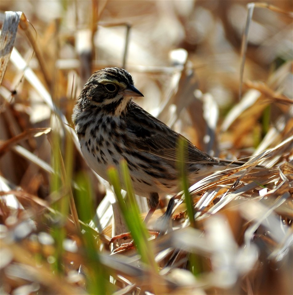 Savannah Sparrow