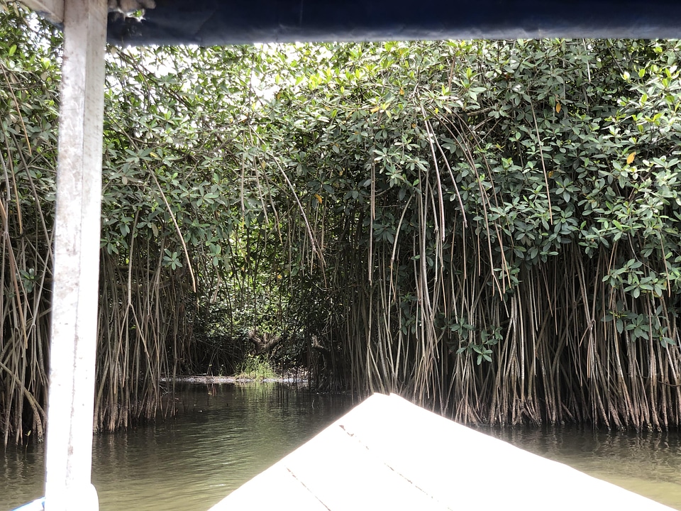 Salt lake river mangrove