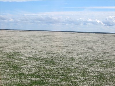 Cotton grass field photo