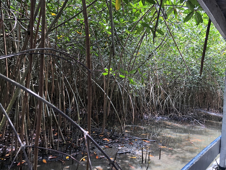 Salt lake river mangrove