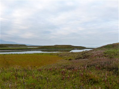 Fall colors at Izembek