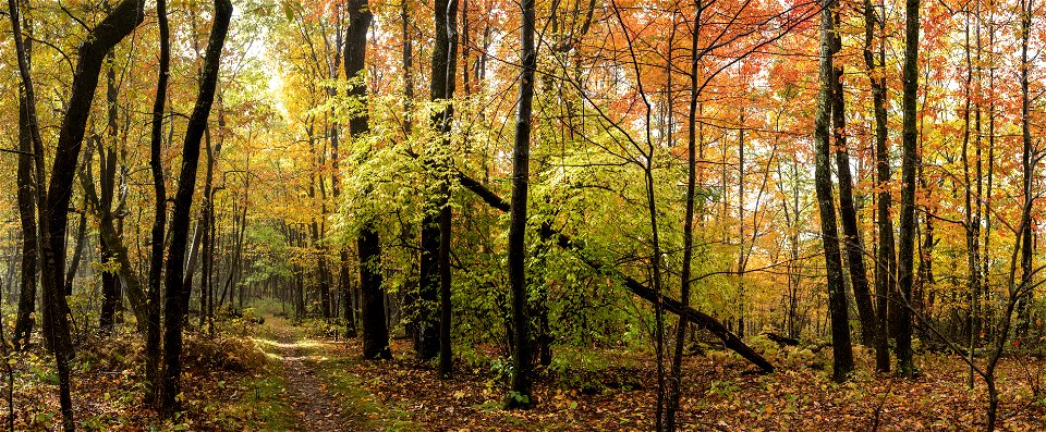 Fall Trail Panorama photo