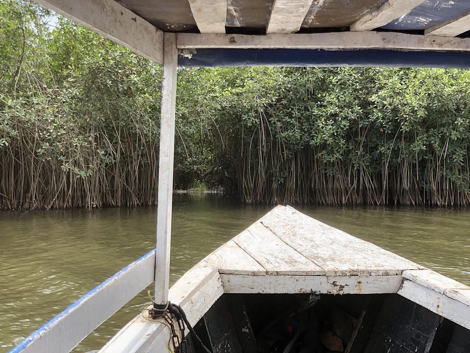 Salt lake river mangrove