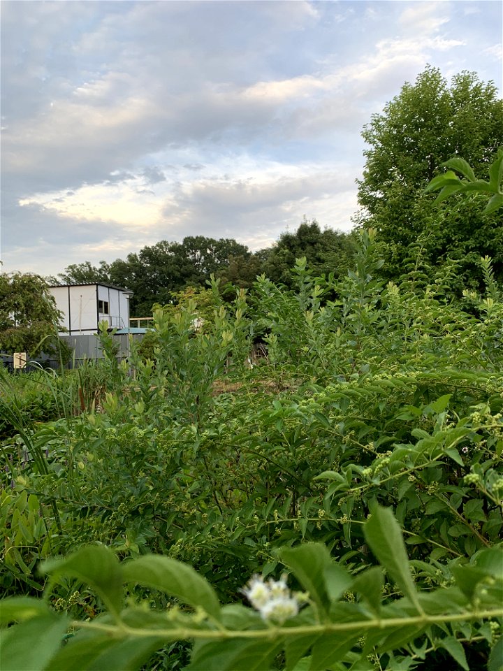Ochiaigawasuisei Park in Higashikurume-shi