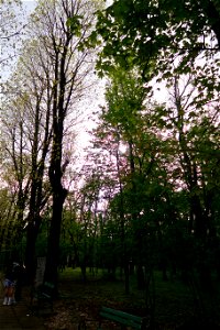 japanes_garden_rain_Herastrau (40)