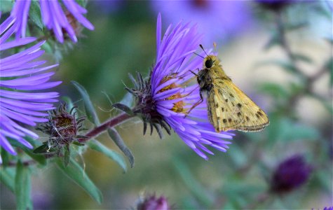 Fiery Skipper Huron Wetland Management District, South Dakota