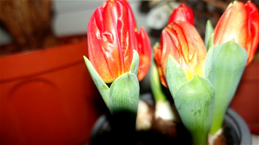 tulips_lalele-2023_0220_083201