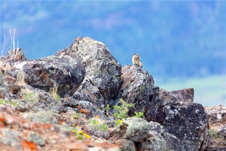 Golden-mantled ground squirrel and nesting material