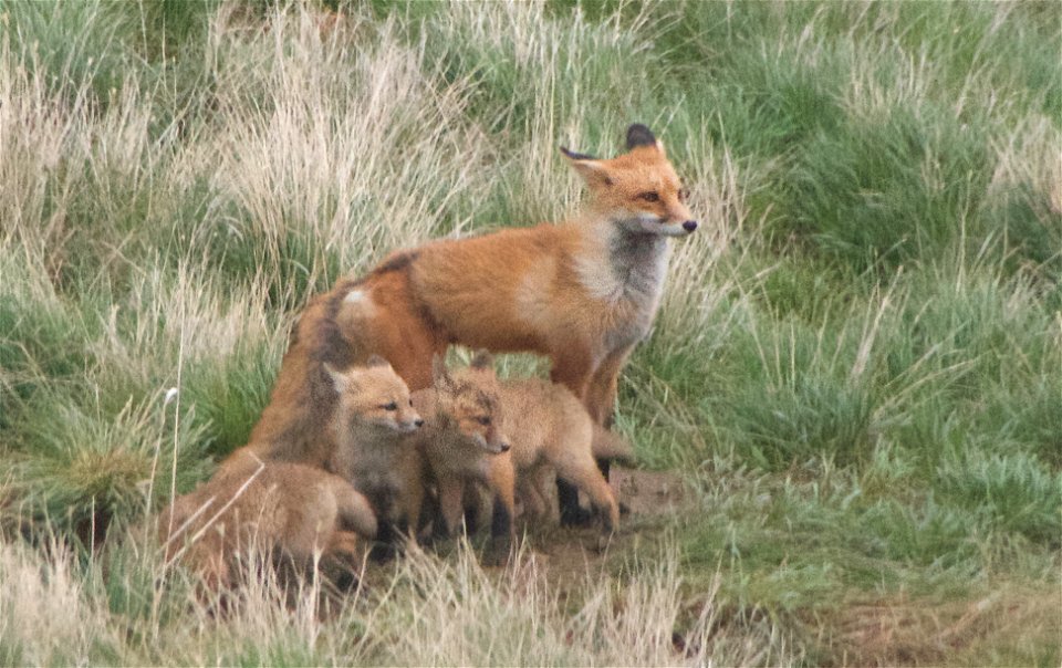 Look Where Mom Looks