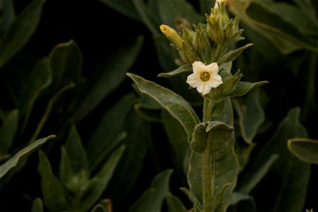 Desert tobacco (Nicotiana obtusifolia)