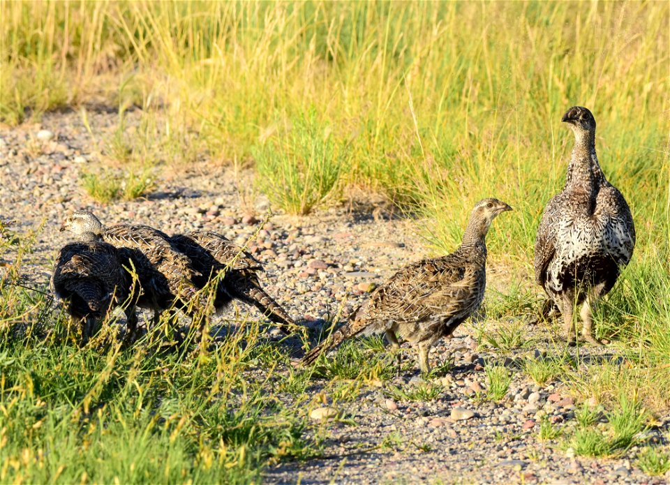 Greater sage-grouse at Seedskadee National Wildlife Refuge
