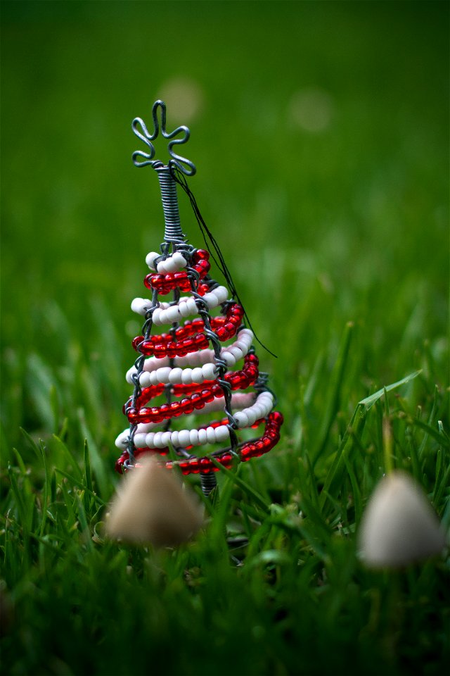 African Christmas tree