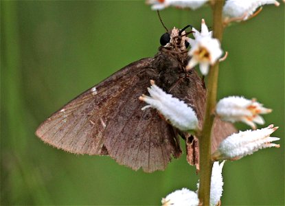 CLOUDYWING, CONFUSED (Thorybes confusis) (05-20-2023) green swamp ecological preserve, brunswick co, nc (4)