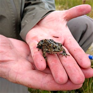Dixie Valley toad